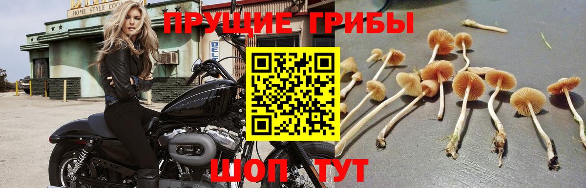 Кимовск  Галлюциногенные грибы GOLDEN TEACHER  Вход с VPN  Псилоцибиновые грибы Cubensis 